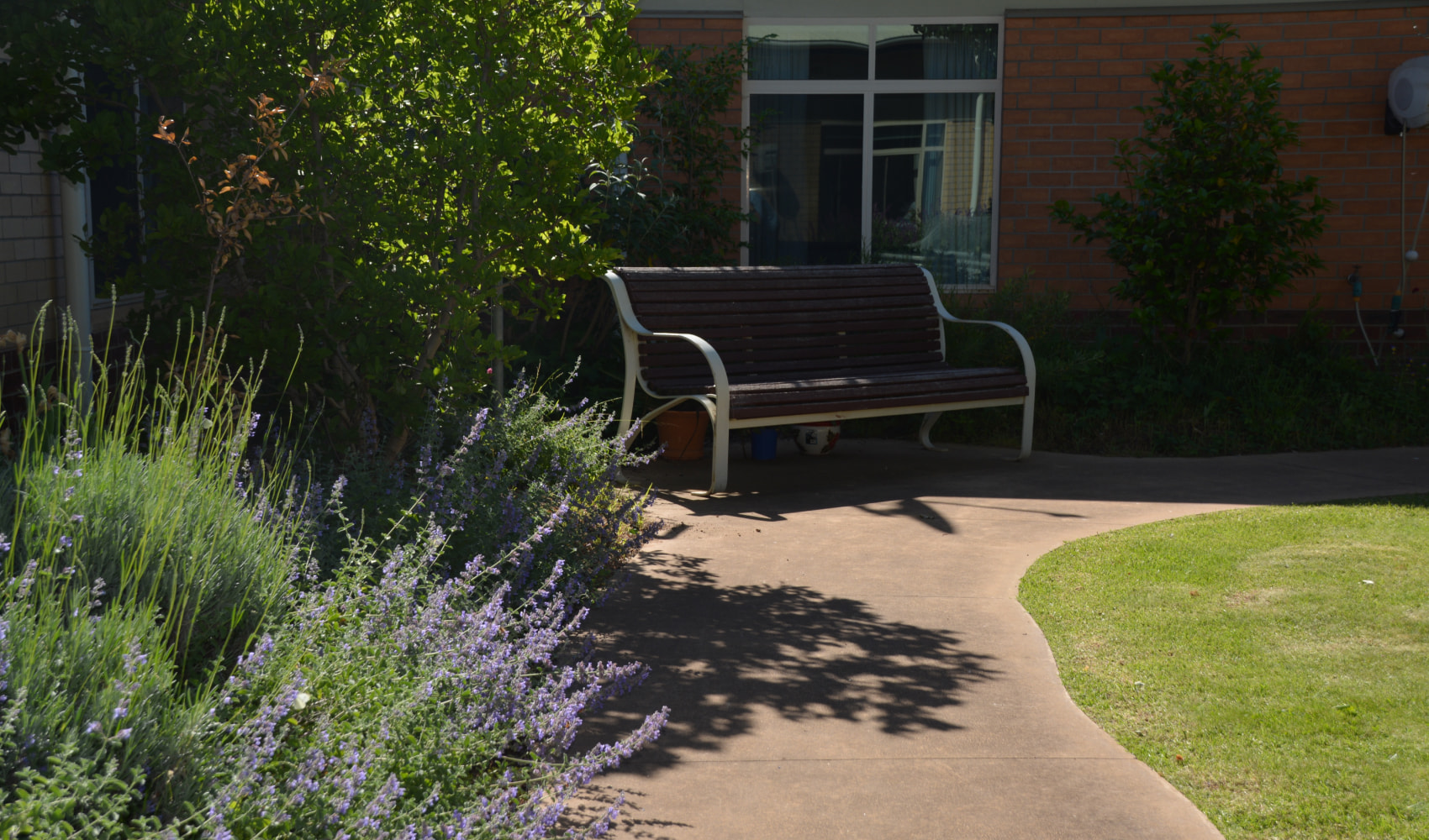 View of Karinya Nursing Home garden showing a park bench next to a lavender bush in the shade.. 